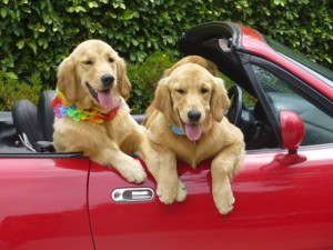 Two dogs in the car