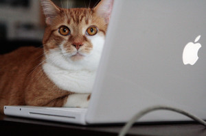 computer-cat-witness