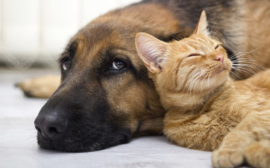 German Shepherd Dog and cat together